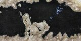 Petrified Palmwood (Palmoxylon) Slab - Louisiana #60554-1